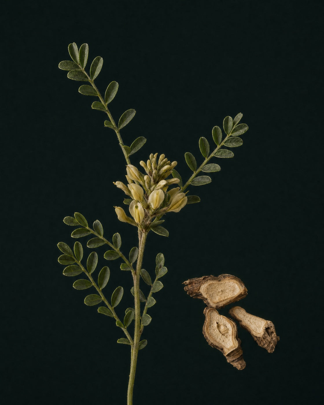 Astragalus plant with pale yellow flowers and dried root slices